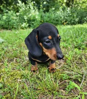 Winston , a male Miniature Dachshund for sale in Hartville, MO – 3 of 10