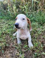 Ike, a male Miniature Dachshund for sale in Hartville, MO – 7 of 10