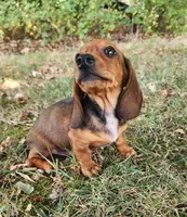Dax, a male Miniature Dachshund for sale in Hartville, MO – 10 of 10