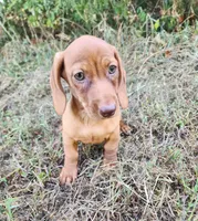 Finn, a male Miniature Dachshund for sale in Hartville, MO – 5 of 6