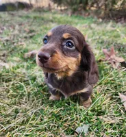 Norah, a female Miniature Dachshund for sale in Hartville, MO – Photo 7 of 10
