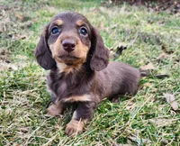 Norah, a female Miniature Dachshund for sale in Hartville, MO – Photo 1 of 10