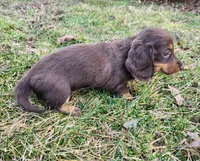 Norah, a female Miniature Dachshund for sale in Hartville, MO – Photo 10 of 10