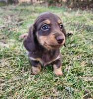 Norah, a female Miniature Dachshund for sale in Hartville, MO – Photo 5 of 10