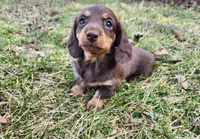 Norah, a female Miniature Dachshund for sale in Hartville, MO – Photo 6 of 10