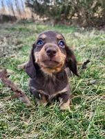 Norah, a female Miniature Dachshund for sale in Hartville, MO – Photo 3 of 10