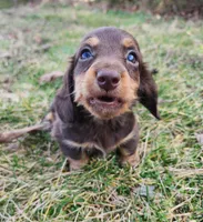 Norah, a female Miniature Dachshund for sale in Hartville, MO – Photo 4 of 10