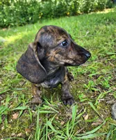 Zippo, a male Miniature Dachshund for sale in Hartville, MO – 8 of 10