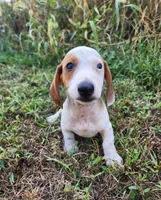 Ike, a male Miniature Dachshund for sale in Hartville, MO – 9 of 10