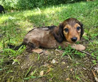Athena , a female Miniature Dachshund for sale in Hartville, MO – 5 of 10