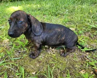 Zendaya, a female Miniature Dachshund for sale in Hartville, MO – 3 of 10