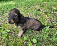 Bear, a male Miniature Dachshund for sale in Hartville, MO – 7 of 10