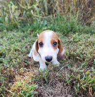 Indy, a male Miniature Dachshund for sale in Hartville, MO – 1 of 10