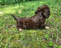 Alfie, a male Miniature Dachshund for sale in Hartville, MO – 10 of 10