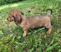 Banjo, a male Miniature Dachshund for sale in Hartville, MO – 8 of 10