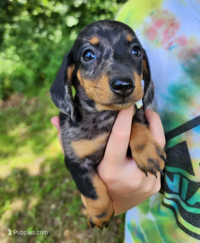 Buffy – Miniature Dachshund puppy for sale in Hartville, MO