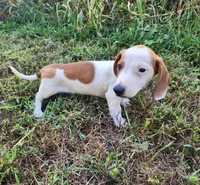 Ike, a male Miniature Dachshund for sale in Hartville, MO – 8 of 10