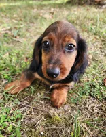 Duke, a male Miniature Dachshund for sale in Hartville, MO – 2 of 10