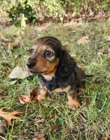 Gus, a male Miniature Dachshund for sale in Hartville, MO – 3 of 8