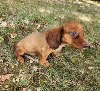 Eli , a male Miniature Dachshund for sale in Hartville, MO – 6 of 9