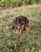 Felix, a male Miniature Dachshund for sale in Hartville, MO – 10 of 10