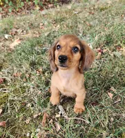 Eliot, a male Miniature Dachshund for sale in Hartville, MO – 2 of 10