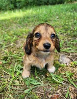 Annie , a female Miniature Dachshund for sale in Hartville, MO – 1 of 10