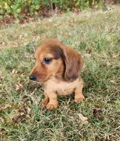 Eliot, a male Miniature Dachshund for sale in Hartville, MO – 10 of 10