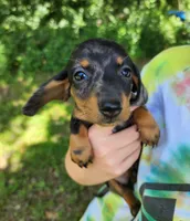 Buffy, a female Miniature Dachshund for sale in Hartville, MO – 6 of 10