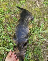 Zippo, a male Miniature Dachshund for sale in Hartville, MO – 10 of 10