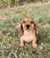 Eliot, a male Miniature Dachshund for sale in Hartville, MO – 4 of 10