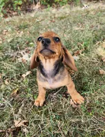 Daisy, a female Miniature Dachshund for sale in Hartville, MO – 6 of 7