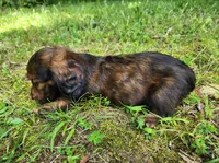 Apollo , a male Miniature Dachshund for sale in Hartville, MO – 8 of 10