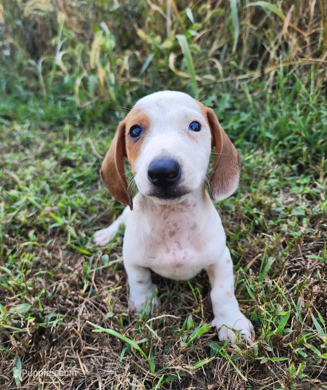 Ike – Miniature Dachshund puppy for sale in Hartville, MO