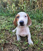 Ike, a male Miniature Dachshund for sale in Hartville, MO – 1 of 10