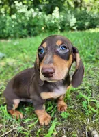 Whiskey , a male Miniature Dachshund for sale in Hartville, MO – 4 of 10