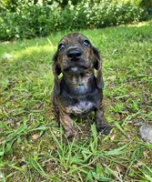 Zippo, a male Miniature Dachshund for sale in Hartville, MO – 4 of 10
