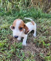 Indy, a male Miniature Dachshund for sale in Hartville, MO – 6 of 10