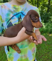 Wilbur, a male Miniature Dachshund for sale in Hartville, MO – 4 of 10