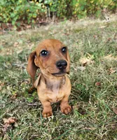Charlie, a male Miniature Dachshund for sale in Hartville, MO – 7 of 10