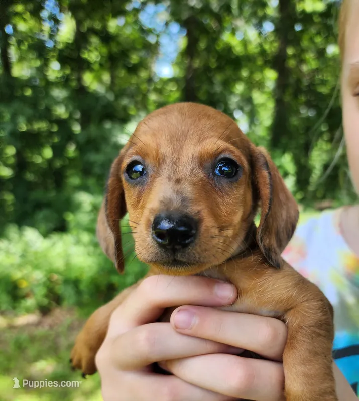 Banjo – Miniature Dachshund puppy for sale in Hartville, MO