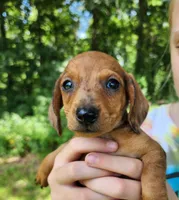Banjo, a male Miniature Dachshund for sale in Hartville, MO – 1 of 10