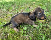 Bear, a male Miniature Dachshund for sale in Hartville, MO – 6 of 10