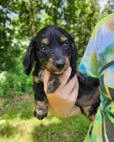 Alice , a female Miniature Dachshund for sale in Hartville, MO – 4 of 10