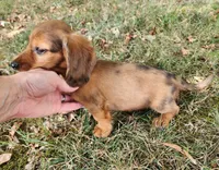 Eliot, a male Miniature Dachshund for sale in Hartville, MO – 8 of 10