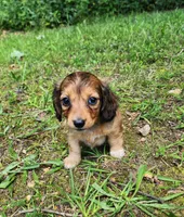 Annie , a female Miniature Dachshund for sale in Hartville, MO – 8 of 10