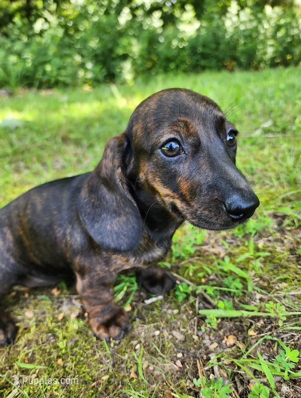 Zendaya – Miniature Dachshund puppy for sale in Hartville, MO