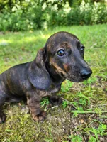 Zendaya, a female Miniature Dachshund for sale in Hartville, MO – 1 of 10