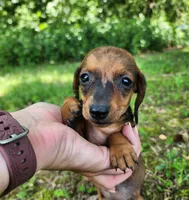 Bindi, a female Miniature Dachshund for sale in Hartville, MO – 6 of 10