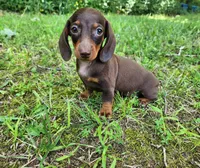 Wendy, a female Miniature Dachshund for sale in Hartville, MO – 7 of 10